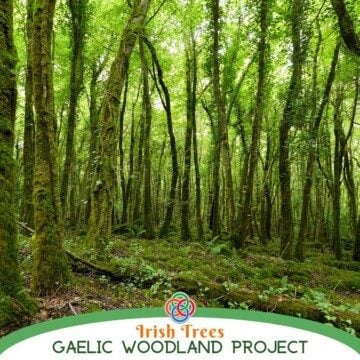 Mossy trees with text banner