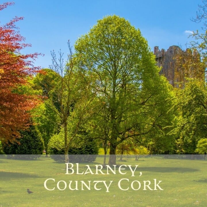 Tree in the park at Blarney County Cork | Irish American Mom A green tree in a field with a stone castle hidden behind it