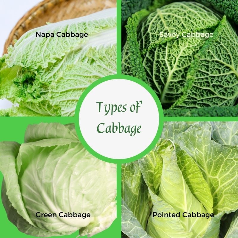 Sautéed Cabbage A Quick and Simple Irish Side Dish
