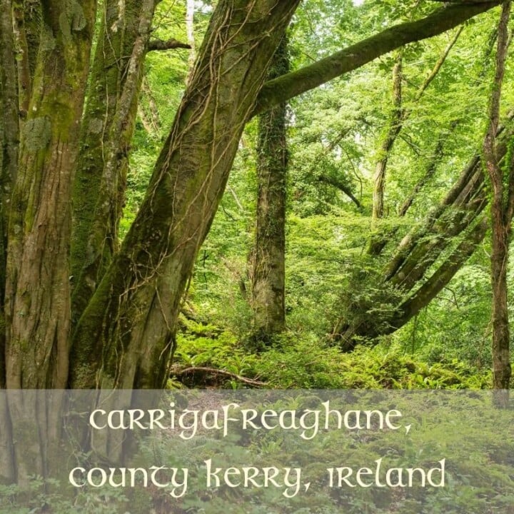Woods in Carrigafreaghane County Kerry Ireland | Irish American Mom Trees in a forest covered in moss with text overlay