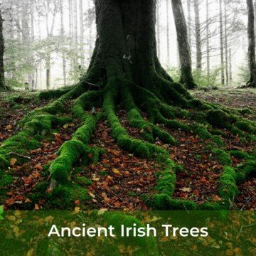 Tree with moss covered roots and a text banner