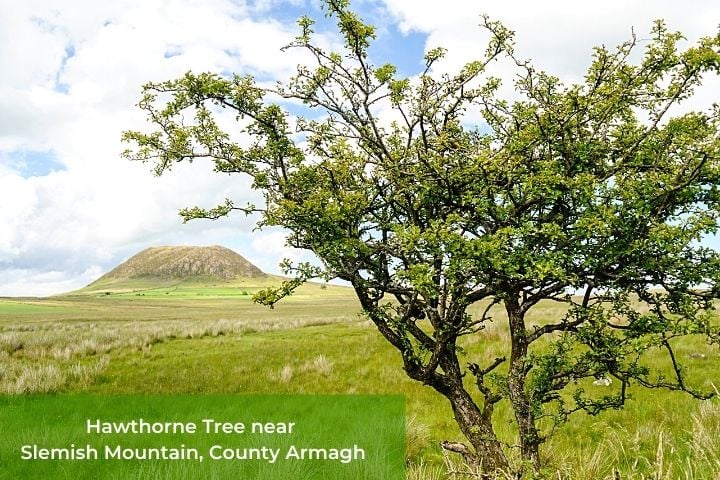 Hawthorne Tree Near Slemish Mountain in County Armagh | Irish American Mom Tree in a field with a mountain in the distance