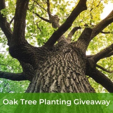 Looking up at the branhes of a tree plus a text banner