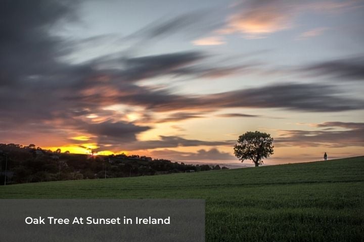 Oak Tree at Sunset in an Irish field | Irish American Mom Tree in a field at sunset