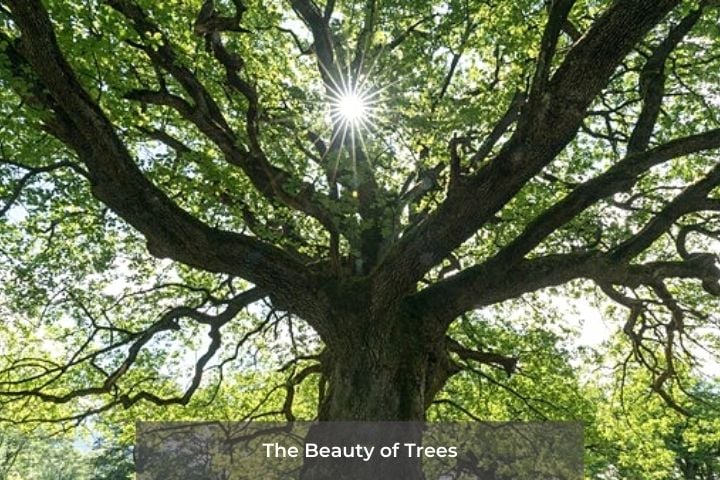 The Beauty of trees | Irish American Mom Tree with multiple branches and a text banner