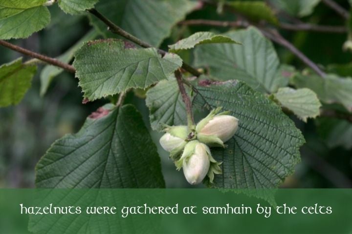 Hazelnuts were gathered at Samhain by the Celts | Irish American Mom Hazlenuts and leaves on a branch with a text banner