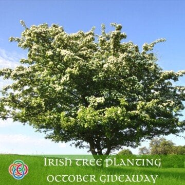 Tree under a blue sky with text banner