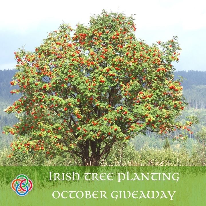 Irish tree planting October giveaway from Irish American Mom | Irish American Mom Tree with red berries with a text banner