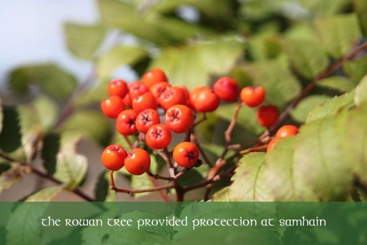 the rowan tree provided protection to the Celts at samhain | Irish American Mom Rowan berries on a branch with a text banner
