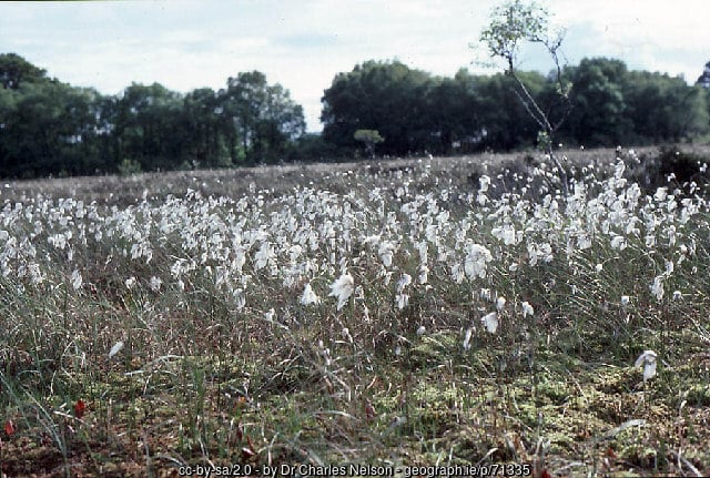 Bog cotton growing in peatlands