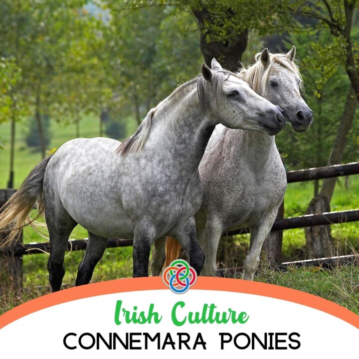 Connemara Ponies in a field | Irish American Mom Two gray horses with text banner