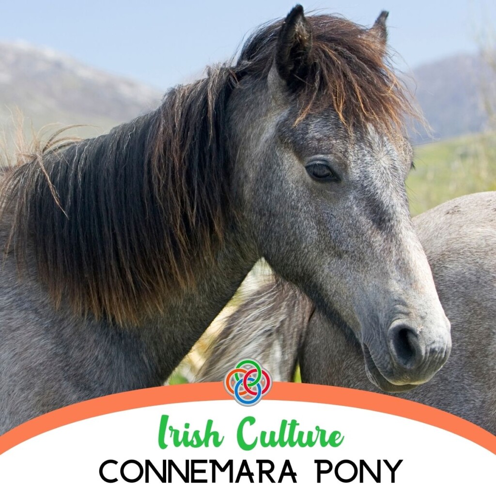 Connemara Pony Part of Irish Culture | Irish American Mom Head of a horse with text banner