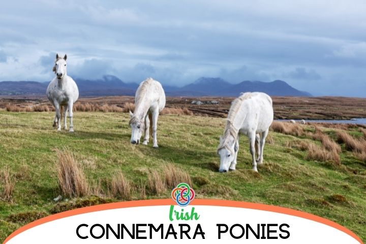Connemara ponies in Ireland | Irish American Mom Ponies in a field with text banner