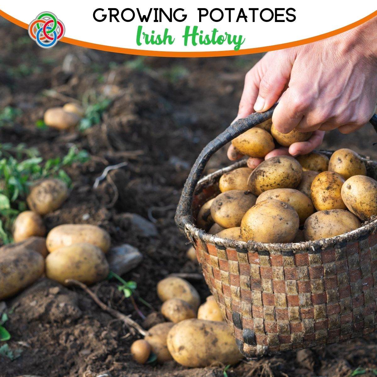 Potatoes in a basket with text banner