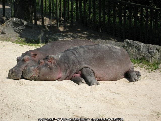 Hippos relaxing at Dublin Zoo | Irish American Mom Hippos lying in sand