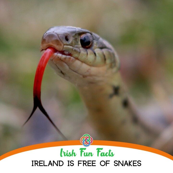 Interesting Facts About Ireland You May Not Know Irish American Mom