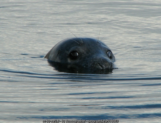 seal head in water