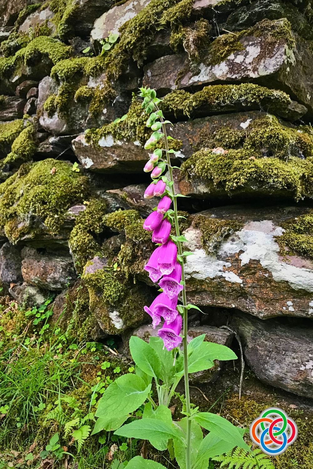Foxglove in bloom by a stone wall