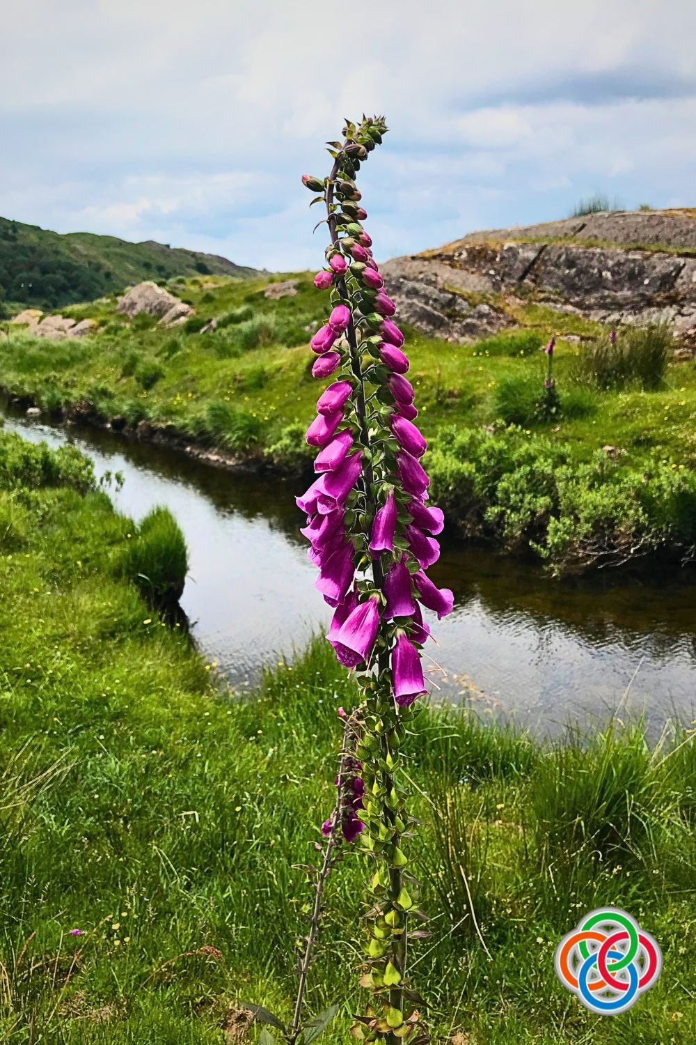 Foxglove beside a river