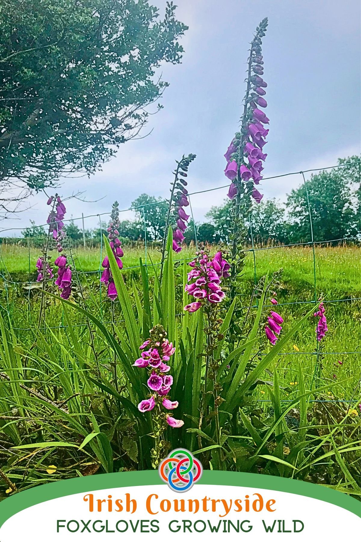 Foxgloves growing in a field with text banner
