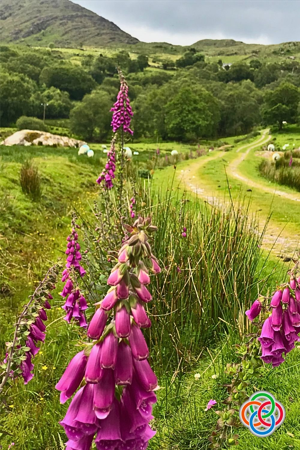 Foxgloves beside a dirt road