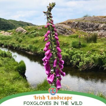 Foxglove beside a river with text banner