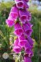 Foxglove flower