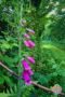 Fosglove in a hedgerow