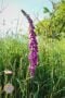 Foxglove in a field
