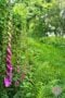 Foxglove in the wild