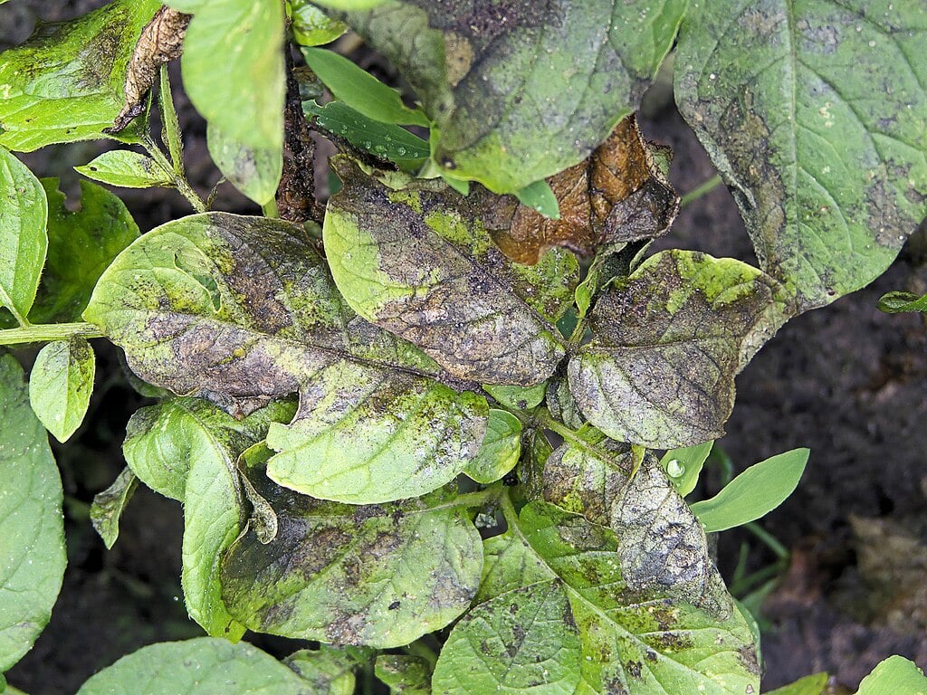 Potato plant with blight