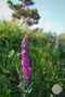 Foxglove flower