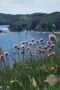 Wildflowers on a coastal cliff