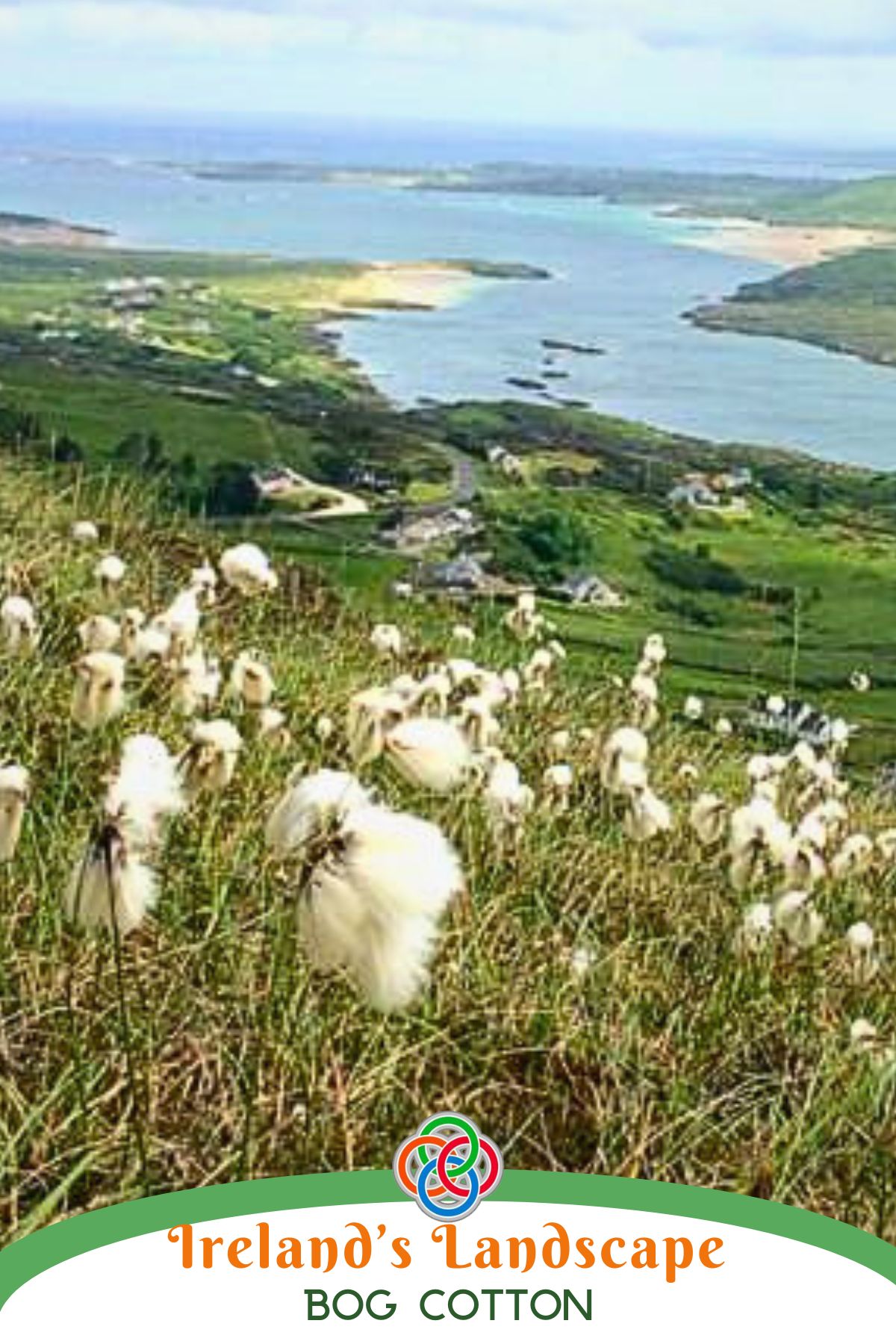 White bog cotton flowers growing on a green hillside overlooking a sweeping coastal bay in Ireland, with scattered cottages, rolling fields, and blue Atlantic waters in the distance.