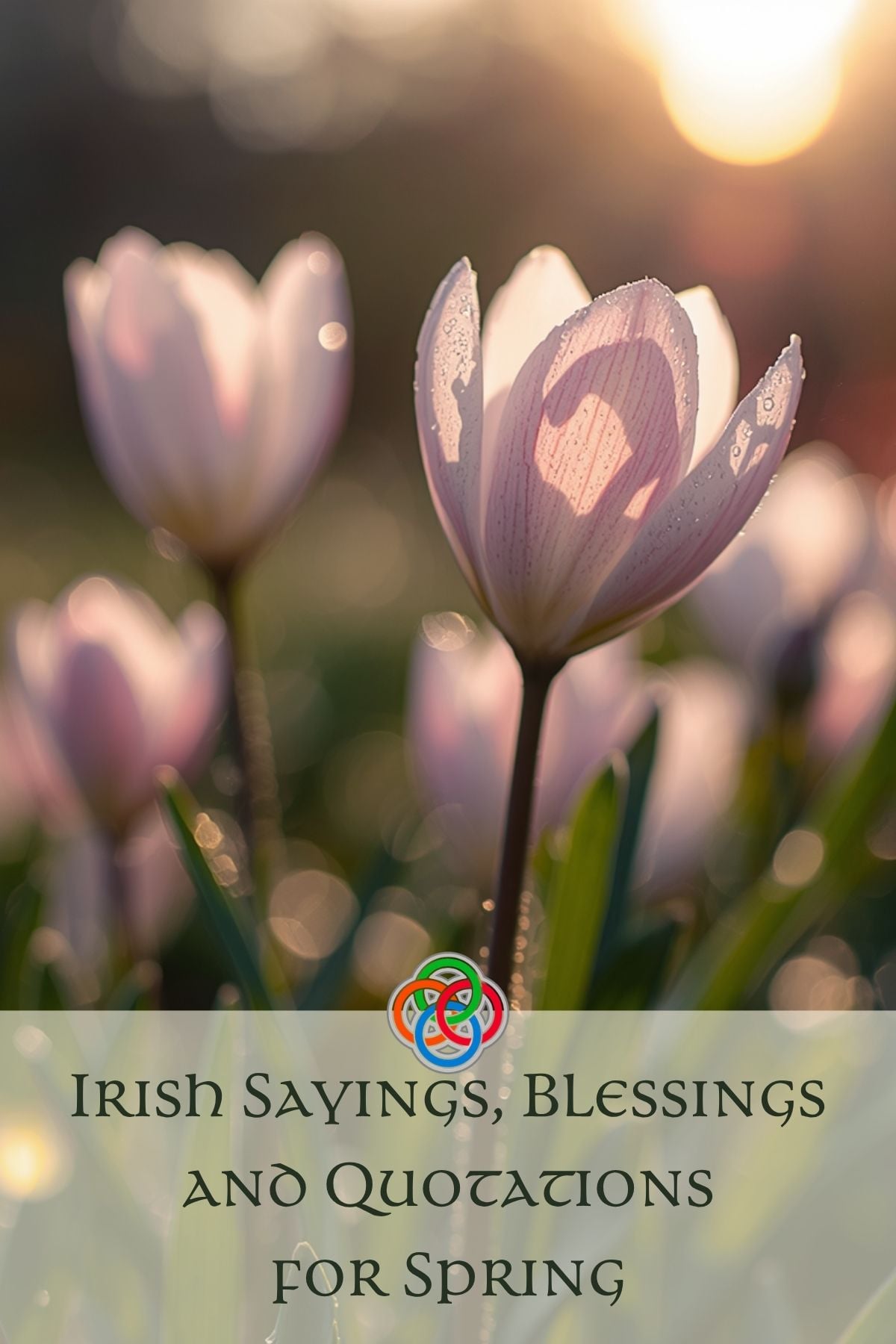 Soft pink spring flowers glowing in warm sunlight with a heart-shaped shadow on one petal, overlaid with the text “Irish Sayings, Blessings and Quotations for Spring” and a Celtic knot symbol.