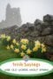 Daffodils blooming beside a stone wall with a misty Irish ruin in the background, featuring the text “Irish Sayings Wise Old Words About Spring.”