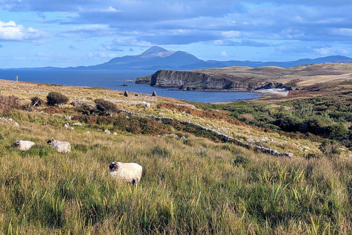 The Coastline of County Sligo Ireland | Irish American Mom Sheep grazing in a grassy field overlooking the rugged coastline of County Sligo, Ireland, with cliffs, the Atlantic Ocean, and Benbulben mountain in the distance.