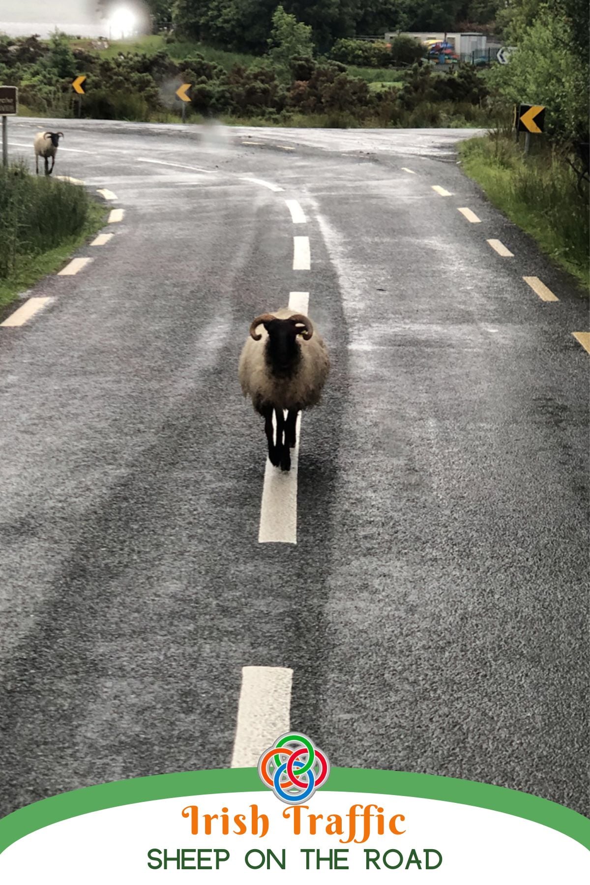 Sheep standing in the middle of a wet country road in rural Ireland with road signs and greenery on either side.