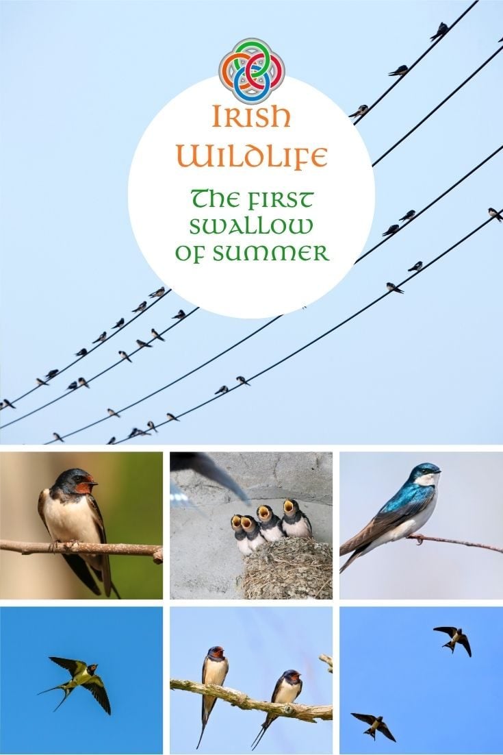 Collage promoting Irish Wildlife with a logo, the text 'The First Swallow of Summer', and swallows perched on wires against a pale blue sky.