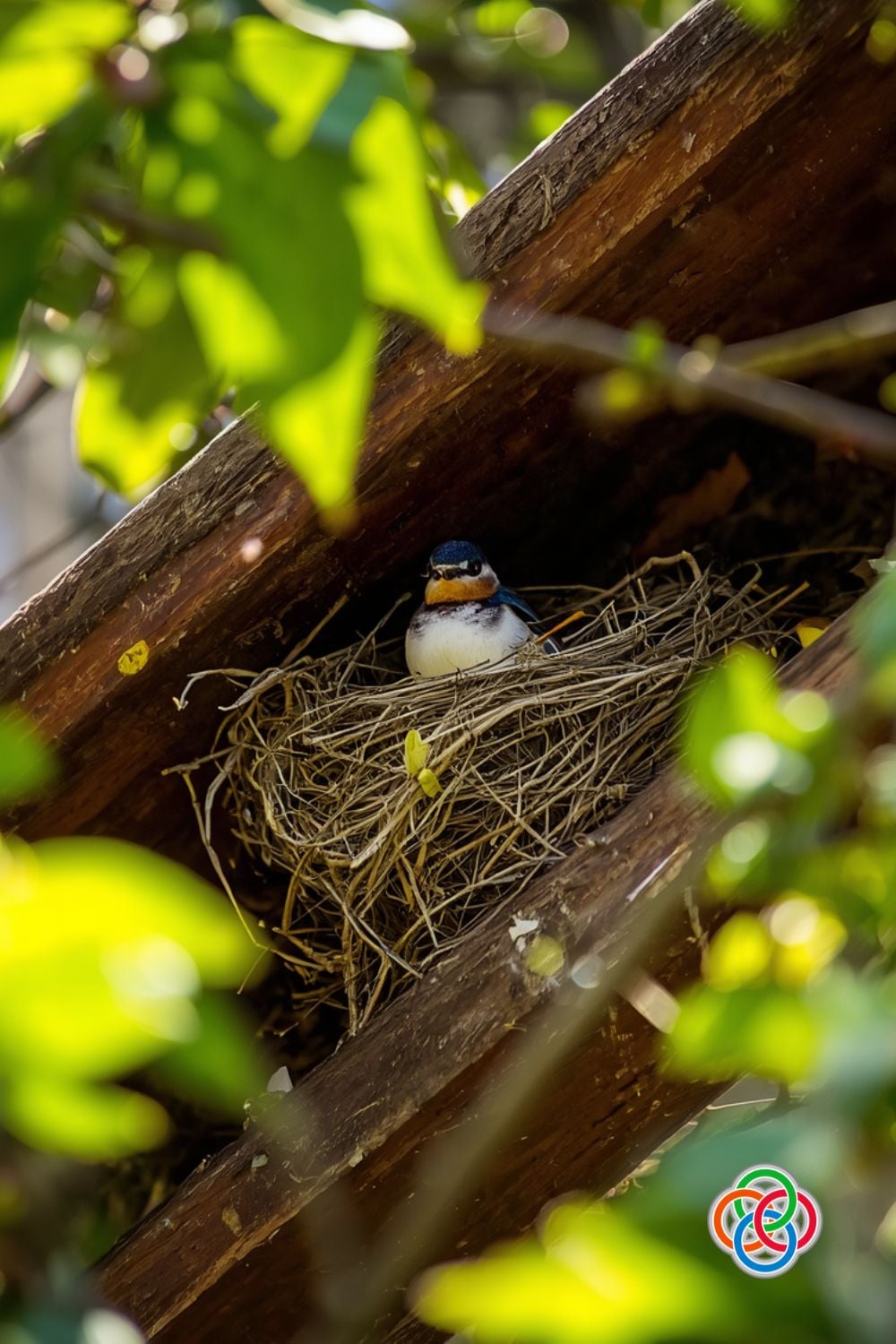 A small bird sits in a nest built in a crevice of a weathered wooden beam, surrounded by green leaves.
