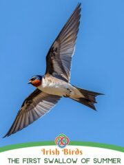 Irish Birds The First Swallow of Summer | Irish American Mom Barn swallow in mid-flight against a blue sky, with the 'Irish Birds' logo and the caption 'The First Swallow of Summer'.