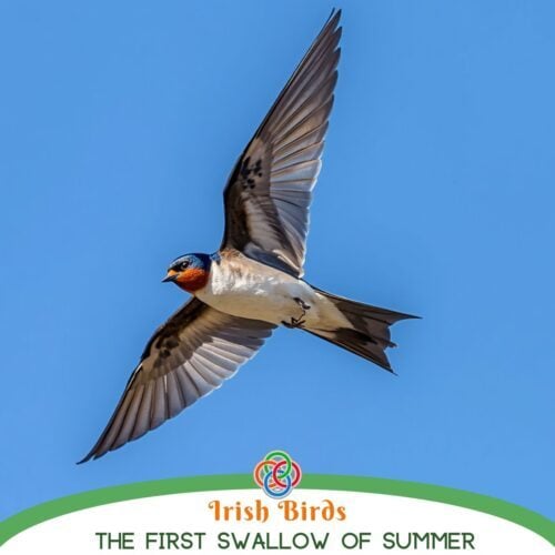 Barn swallow in mid-flight against a blue sky, with the 'Irish Birds' logo and the caption 'The First Swallow of Summer'.