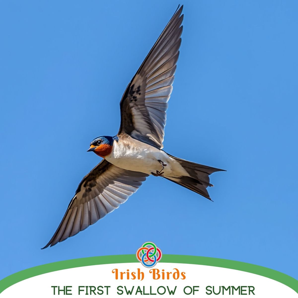 Barn swallow in mid-flight against a blue sky, with the 'Irish Birds' logo and the caption 'The First Swallow of Summer'.
