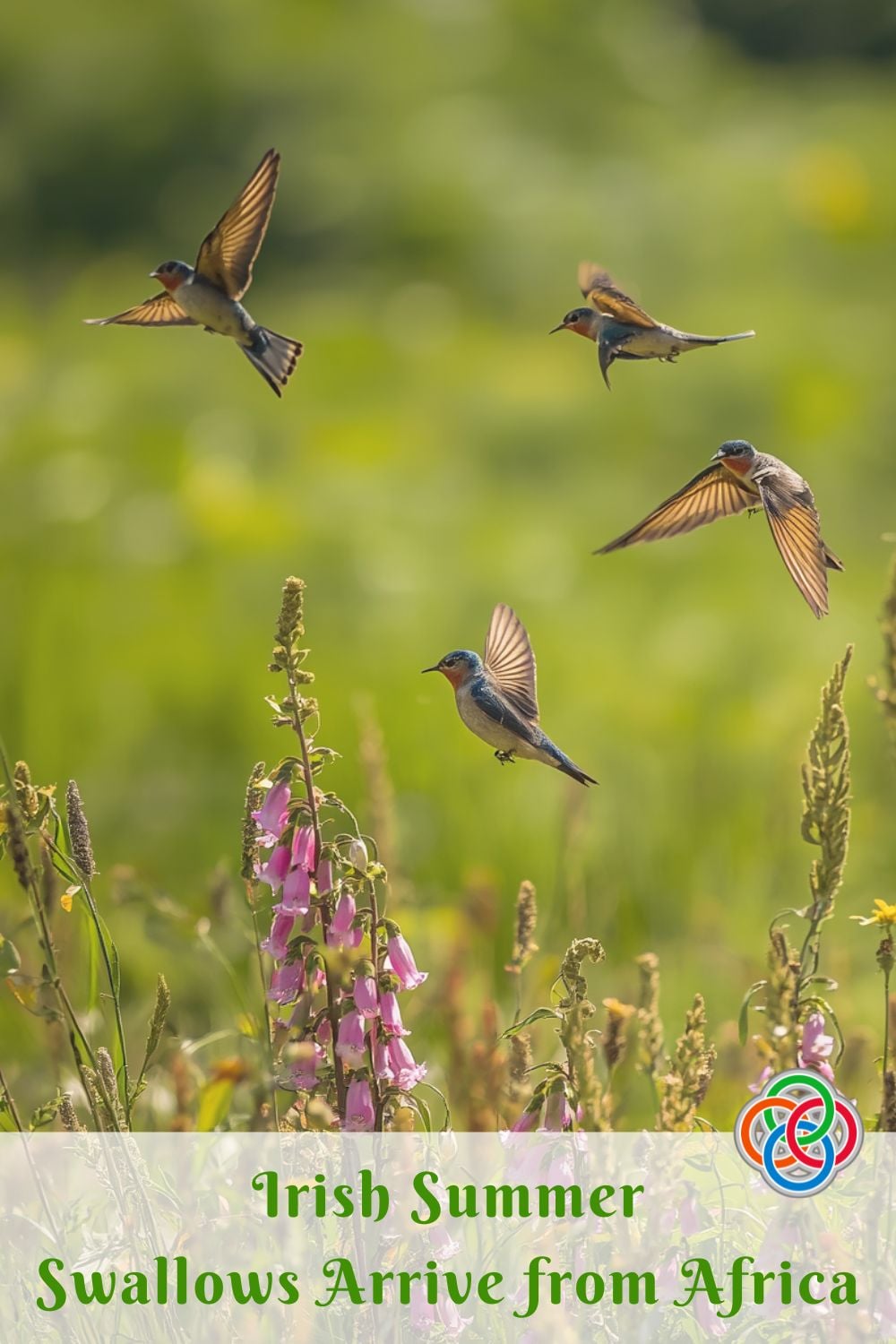 Swallows flying over foxgloves in a field with a text banner.