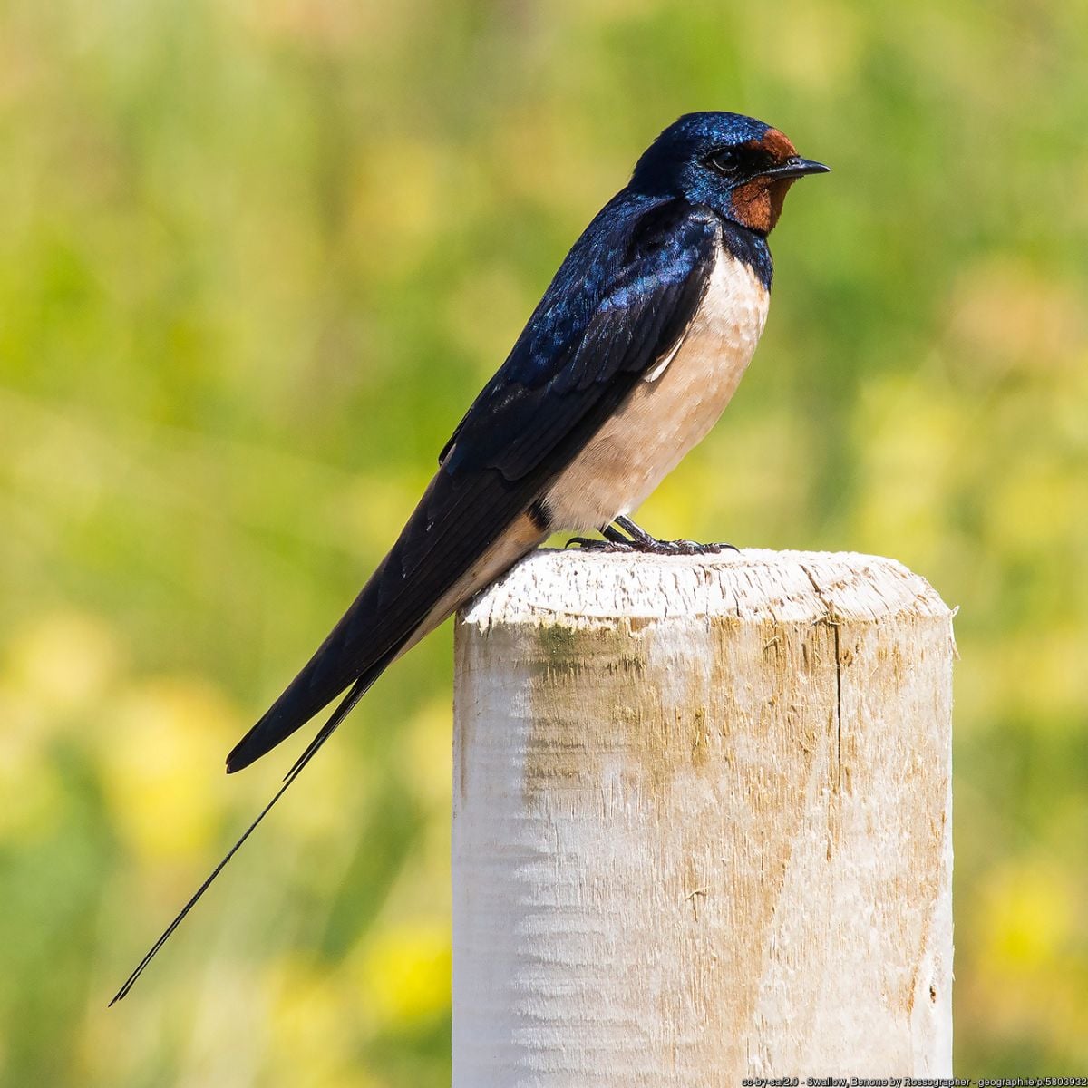 A swallow perched on a weathered fence post against a soft green countryside background. Its glossy blue-black plumage, chestnut-red throat, white underparts, and long forked tail are clearly visible.